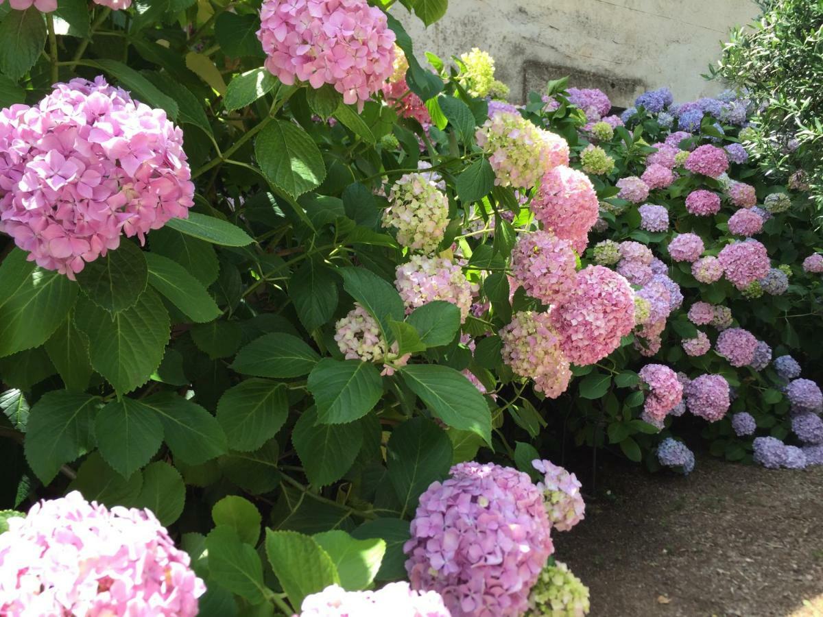 Domaine De Brousson Bed & Breakfast La Tour-sur-Orb Екстериор снимка